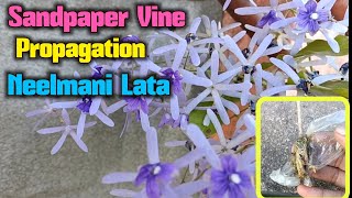 Sandpaper Vine propagation in 10 days केवल 10 दिन में रेडी करता हूं नीलमनी लता [upl. by Narcho647]