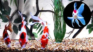 AAA Show Quality Shubunkin Goldfish Feeding [upl. by Gamal]