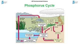 AP Environmental Science Biogeochemical Cycles [upl. by Nennarb]