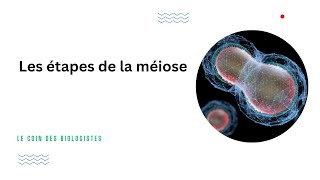 Les étapes de la méiose Animation [upl. by Gabbey]