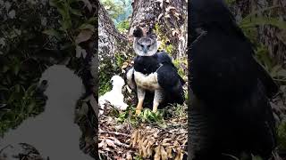 The national bird of Panama🌹 youtubeshorts panama nature shorts ytshort shortsfeedharpyeagle [upl. by Mook]