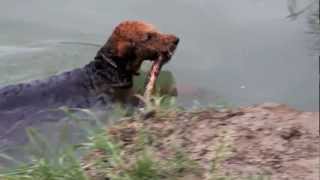 Airedale Terrier schwimmt [upl. by Ahsimik]