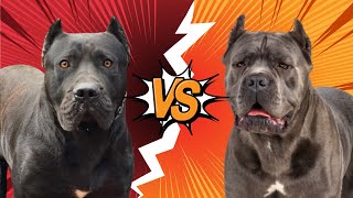 PRESA CANARIO vs CANE CORSO [upl. by Cram385]