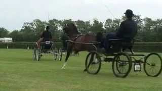 beautiful hackney Horses [upl. by Werdna]