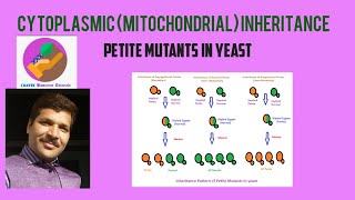 Cytoplasmic Inheritance or Mitochondrial Inheritance Petite Mutants in Yeast [upl. by Noemad438]