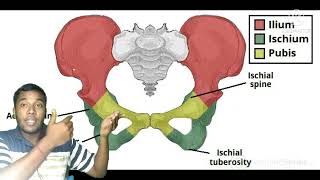 Anatomy of Hip bone innominate bonepelvis boneiliumischiumpubis  full Discuss\\Very easy💪💪 [upl. by Halfon]