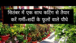 सितंबर में एक साथ गर्मीसर्दी के फूलों वाले पौधेBest flowering plants grow in September [upl. by Davita315]