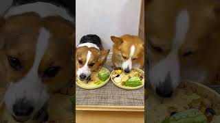 pet eating delicious food 42 corgitoys favouritedish pets corgifun favouritefood doglove [upl. by Rehptosirhc]