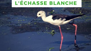 Lélégance de lECHASSE BLANCHE black winged stilt Himantopus himantopus [upl. by Bronk]