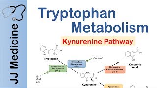 Tryptophan Metabolism Degradation and the Kynurenine Pathway [upl. by Elyse81]