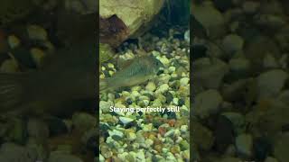 Green Aeneus Cory Catfish  A New Addition To The Aquarium [upl. by Alaster543]