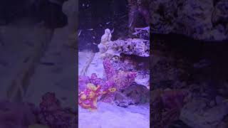 Feeding the Frogfish fish frogfish aquarium saltwaterfishtank saltwateraquarium fishtank tank [upl. by Elimac]