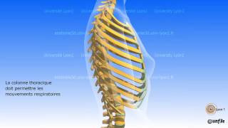 La colonne vertébrale Régions vertébrales et courbures vertébrales [upl. by Greeson]