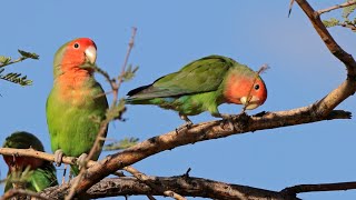 Rosy Faced Lovebirds in a Tree Playing with a Stick  Namibia [upl. by Idnam898]