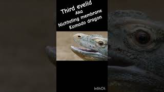 Third eyelid in animals Nictitating membrane animalkingdom species chordata reptiles [upl. by Rumpf]