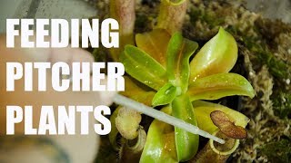 HOW TO feed Pitcher Plants [upl. by Lamoree]