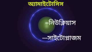 অ্যামাইটোসিস প্রক্রিয়া Amitosis in Bengalianimation [upl. by Oihsoy]