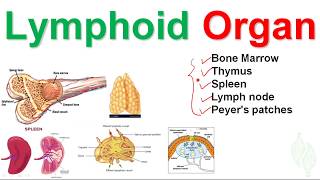 Basic Immunology 6 Lymphatic system and Lymphoid organ [upl. by Abehsile]