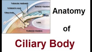 Ciliary muscle training 1 By looking the muscles of the eyes develop and the vision recovers [upl. by Primaveras]