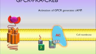 PicScience GPCR PKA CREB [upl. by Ahseneuq]