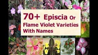 70 Varieties Episcia Plants With Names  EPISCIA  Flame Violet Plant  hanging plants [upl. by Leisha]