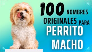 100 NOMBRES🐶 PARA PERROS MACHOS 100 ORIGINALES😳 2023👀😍 [upl. by Ripleigh]