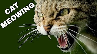 Cat Sound Effect  Cat Meowing [upl. by Nagap983]