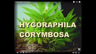 Hygoraphila Corymbosa [upl. by Sall]