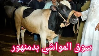 اسعار العجول البقري اللحم المحير اليوم سوق دمنهور للموشي السوق اليوم 929 [upl. by Upshaw]