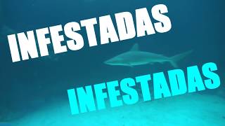 ¡CUIDADO 10 Playas con Tiburones [upl. by Artinahs]