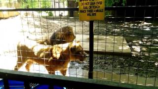 Caney Kansas Zoo Braveheart the Tiger thinks hes a Lion [upl. by Babb105]