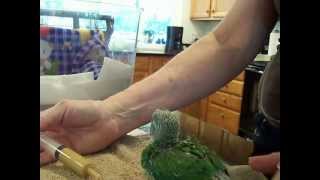 HAND FEEDING BABY INDIAN RINGNECK PARAKEET [upl. by Clarance]