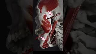 Movement pf Jaw  Movement of Temporalis And Hyoid muscle  Animation of Bone Movement anatomy [upl. by Bhatt]