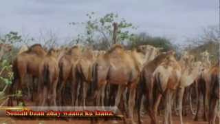 Soomaali baan ahay waana ku faana I am a Somali and proud صومالي وافتخر HD [upl. by Ahsenit]