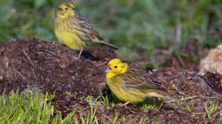 Yellowhammer song [upl. by Margarida]