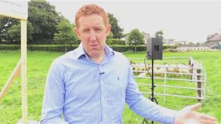 Tullamore Farm open day – the flock [upl. by Suivatal]