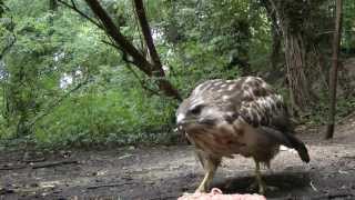 Sound Of A Buzzard Calling [upl. by Shutz552]