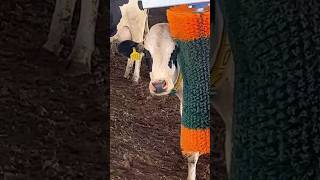 Automatic Swinging Cow Brush Back Scratcher shorts technology fyp cow farming viral short [upl. by Enneiviv]