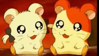 Hamtaro amp Bijou AMV dedicato al mio cucciolo poof❤️ [upl. by Lissi]