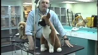 Groomers Helper Training Video [upl. by Eenaffit644]