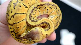 Unboxing a Lemon Blast Ball Python [upl. by Ydnir960]