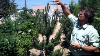 Pruning Pine and Fir Trees  Mickman Brothers Landscape Maintenance [upl. by Lenad24]