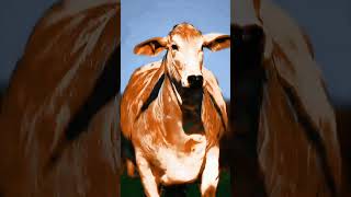 Majestic Cow in Motion cowes cowfarm bull cow viral [upl. by Adiaj]