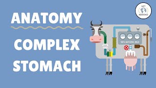 Anatomy of the Ruminant Stomach  Cow Goat Sheep [upl. by Elehcin]