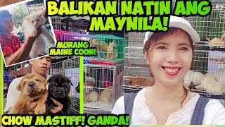 ANO KAYA ANG MERON DITO NGAYON MULI NATING BALIKAN ANG ARRANQUE PET MARKET [upl. by Bega]