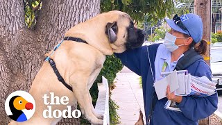 Dog Waits By The Door Every Morning So He Can Greet His Favorite Mailwoman  The Dodo [upl. by Iadrahs]