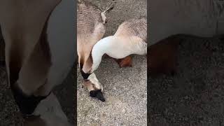 Little lion headed goose and feeding Part495 Goose Nature duck chicken [upl. by Joete347]