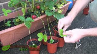 Planting Strawberry Runners Propagating Strawberries the easy way [upl. by Waddle]