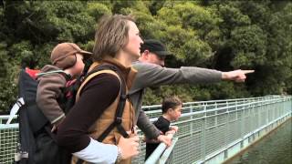 Zealandia  The Karori Sanctuary Experience  Wellington [upl. by Ancier]