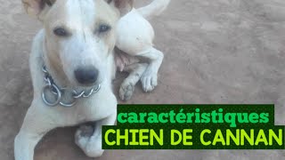 Caractéristiques de la Race Canaan dog ou chien de canaan taille originaire fyp caractéristiques [upl. by Nyahs]